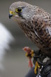 Turmfalke