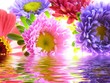 bunch of asters reflected in water
