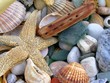 coquillages et galets