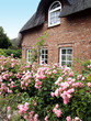 Friesenhaus mit Friesenrose