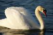 Swan