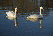 Swan on dark water