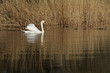 Swan lake