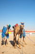 Robot camel racing