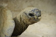 tortue tortue