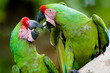 a pair of military macaws