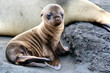 Sea Lion Puppy from Galapagos Islands
