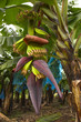 fleur de banane