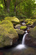 Cascade de forêt