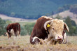 Hereford bull. Hereford bull.