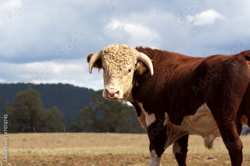 Hereford bull. Hereford bull.