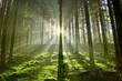 Wald im Gegenlicht