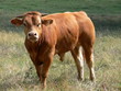 vache