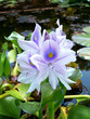 fleur violette
