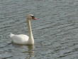 Cygne