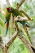 military macaw on a tree