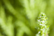 green background