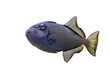 Drückerfisch