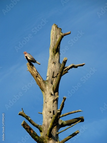 dry tree dry tree