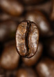 single coffee bean single coffee bean