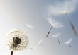 Seeds of Growth