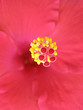 Flower background