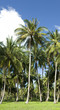 cocotiers