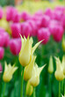 beautiful garden