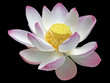 fleur de lotus sur fond noir fleur de lotus sur fond noir