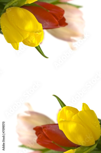 Photo: Beautiful tulips Beautiful tulips