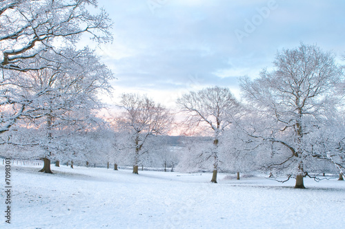 Oak Trees In the Snow at Dawn