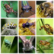 Mosaïque insectes