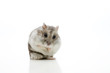 Goldhamster macht Männchen auf weißem Tisch
