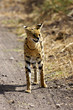 Serval Cat