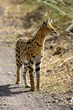 Serval Cat
