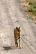 Serval Cat