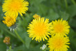 Dandelion 1