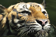 Tiger of Sumatra swimming in the jungle Tiger of Sumatra swimming in the jungle