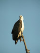 Aigle du kakadu national parc