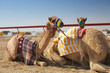 Robot camel racing