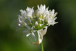 Wild Garlic (Ramsons)