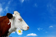 La vache et la Marguerite
