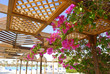 African bougainvillea - pendant garden African bougainvillea - pendant garden