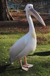 gannet