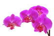 Pink orchid Pink orchid