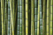 Bambu Bambu