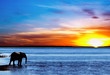 Photo : Drinking elephant silhouette