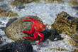 Sally Lightfood Red Crab Galapagos
