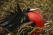 Frigate Bird Galapagos