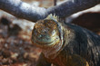 Land Iguana Galapagos